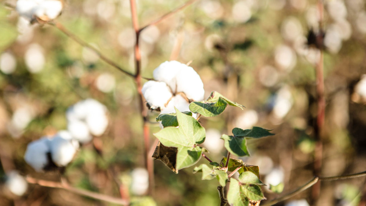 cotton-africa