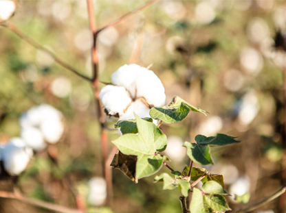 Cotton