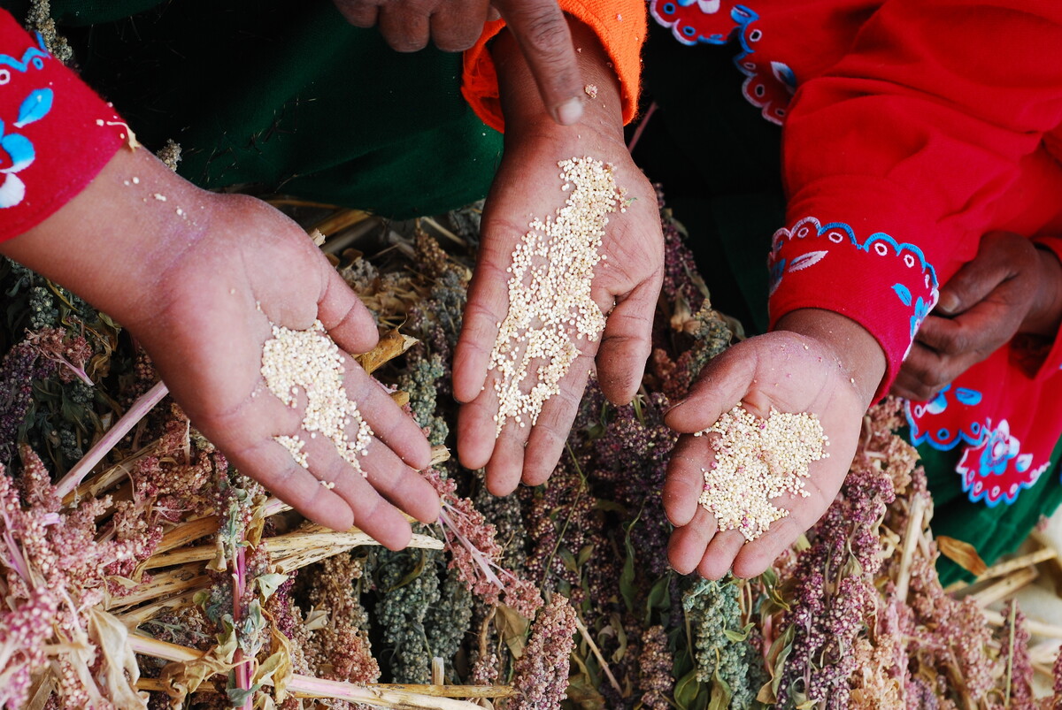 quinoa-peru-three-hands