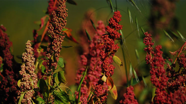 quinoa-peru