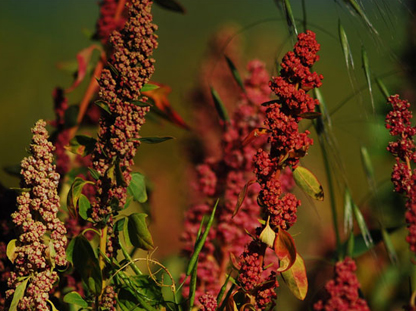 Specialty Grains & Seeds