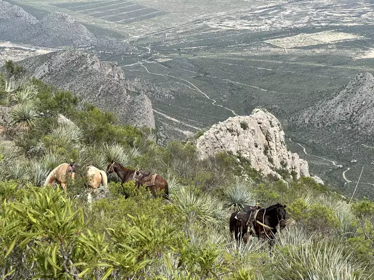 Horses-mountainside-Mexico-6bc1def4df5b404ead4be83dcf3be84e