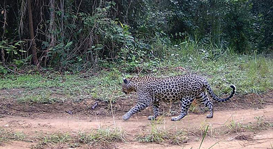 biodiversity-leopard-gabon